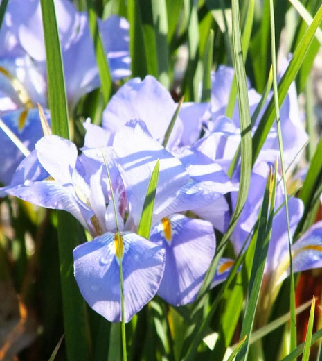 Algerian Iris, Algerian Winter Iris, Winter Iris, Iris Stylosa, Winter flowers, Purple Flowers, Beardless Iris
